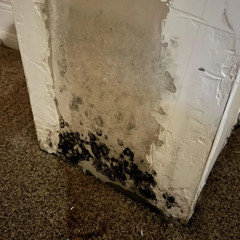 Professional Mold Removal in Springfield, TN